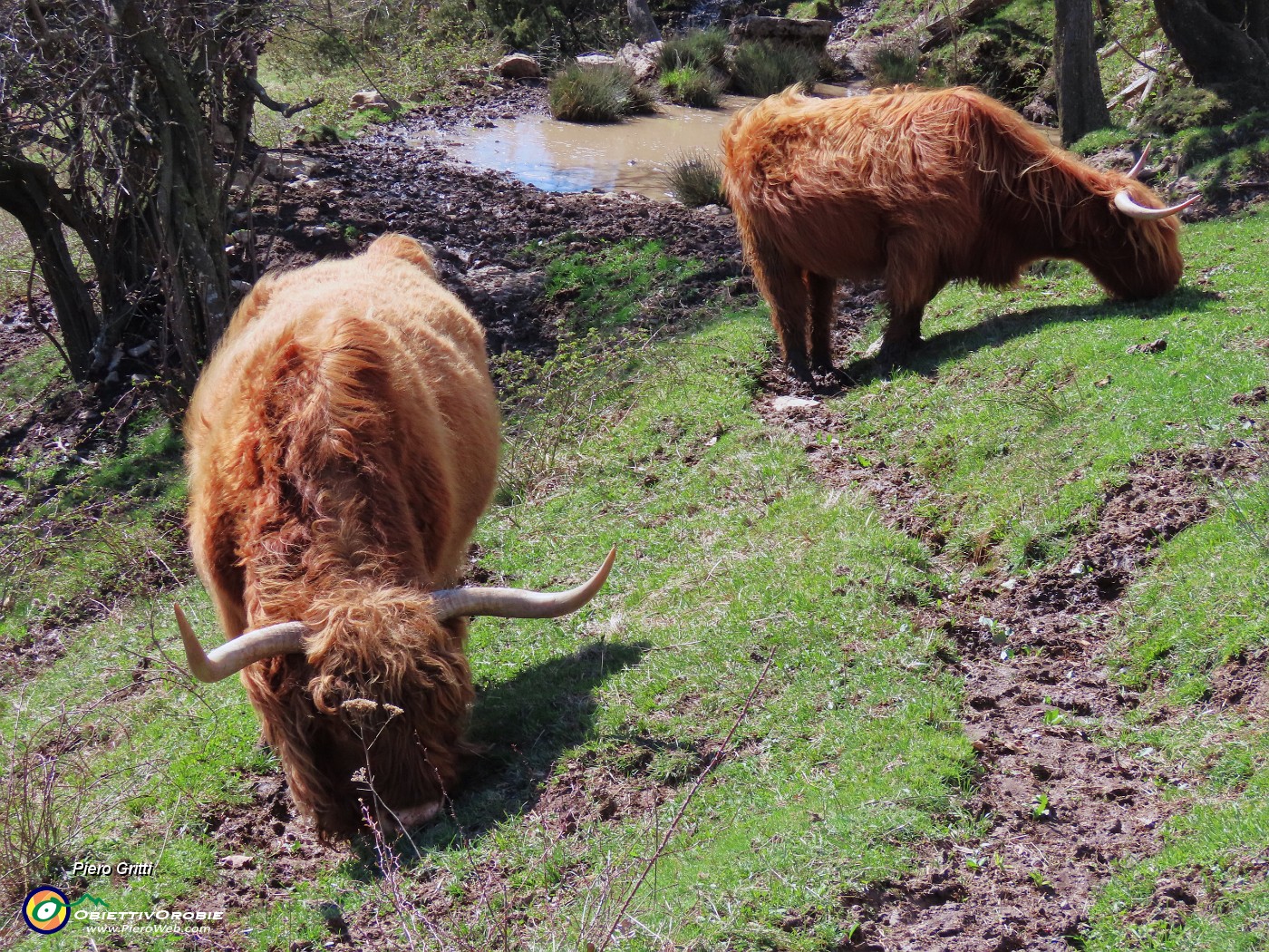 68 Mucche scozzesi (Highlander) all'Agiturismo Prati Parini.JPG